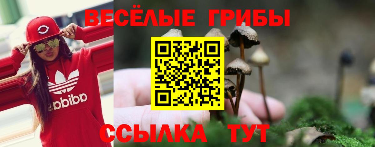 Псилоцибиновые грибы Psilocybe Белгород